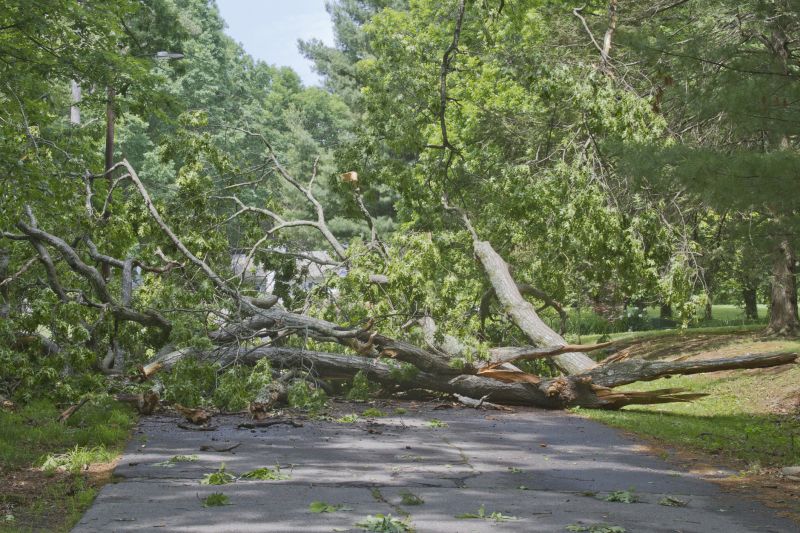 Fallen Tree on a Driveway