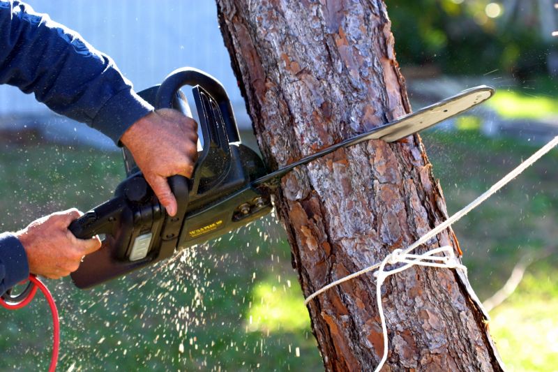 Spring Tree Removals
