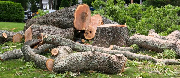 Large Tree Removal in Chesterfield