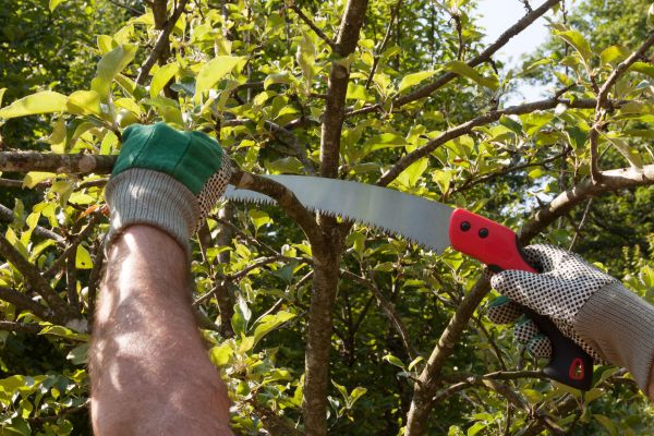 Small Tree Removal in Chesterfield