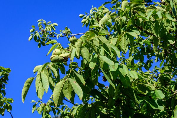 Cost of Walnut Tree Removal in Chesterfield