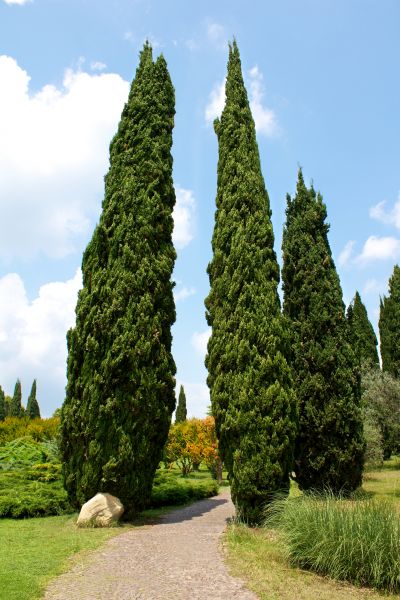 Cost of Cypress Tree Removal in Chesterfield