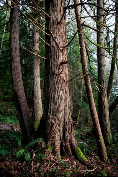 Cost of Cedar Tree Removal in Chesterfield
