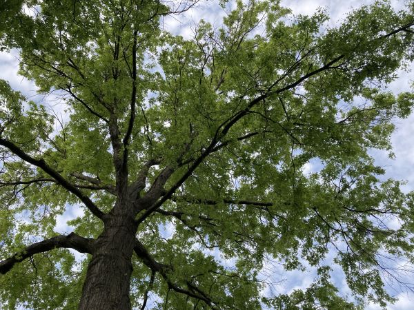 Cost of Oak Tree Removal in Chesterfield