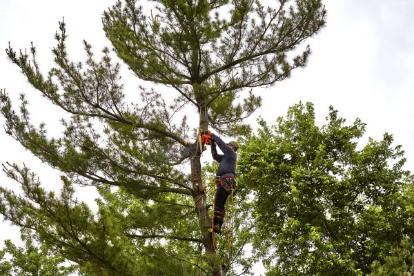 Cost of Pine Tree Removal in Chesterfield