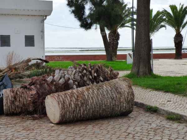 Palm Trees Removal in Chesterfield