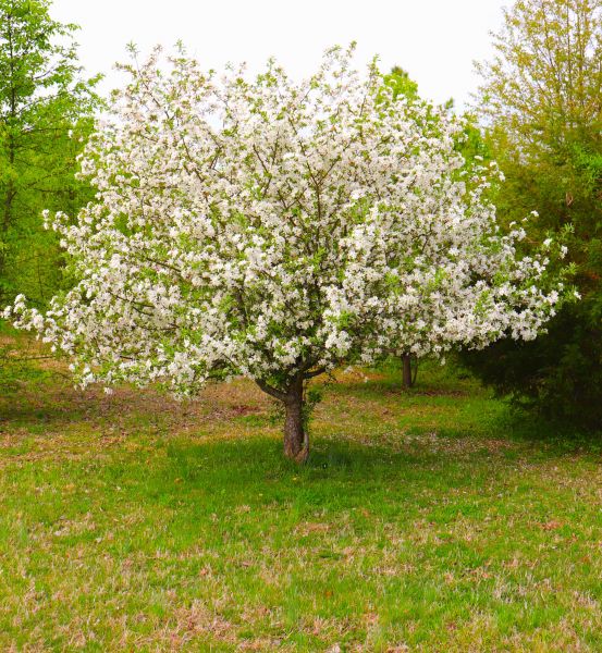 Cost of Dogwood Tree Removal in Chesterfield