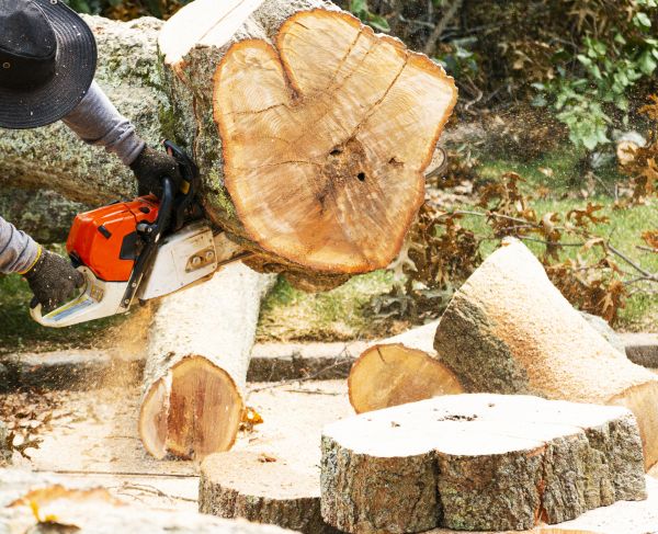 Tree Removal Service in Chesterfield