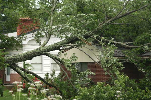 Emergency Tree Removal in Chesterfield