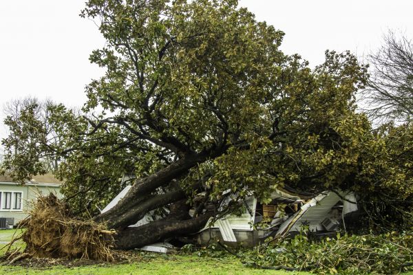 Fallen Tree Removal in Chesterfield