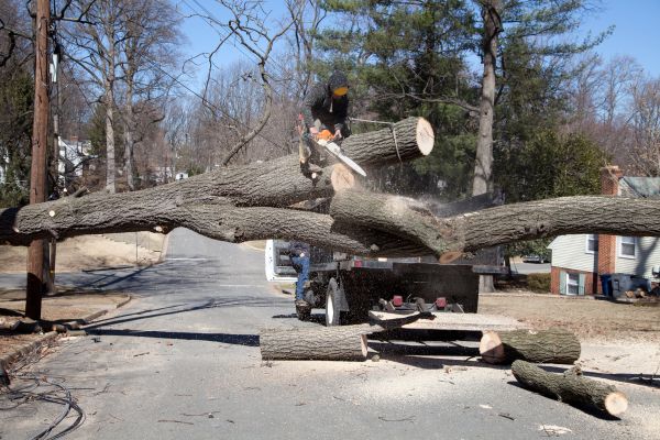 Cost of Residential Tree Removal in Chesterfield